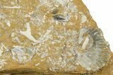 Ordovician Kukersite Oil Shale w/ Bryozoan & Brachiopod Fossils #369583-1